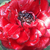 Red - Miniature rose - Zenta